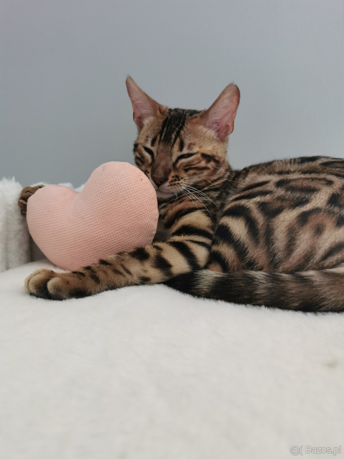 Rodowodowa kotka Bengalska - 4