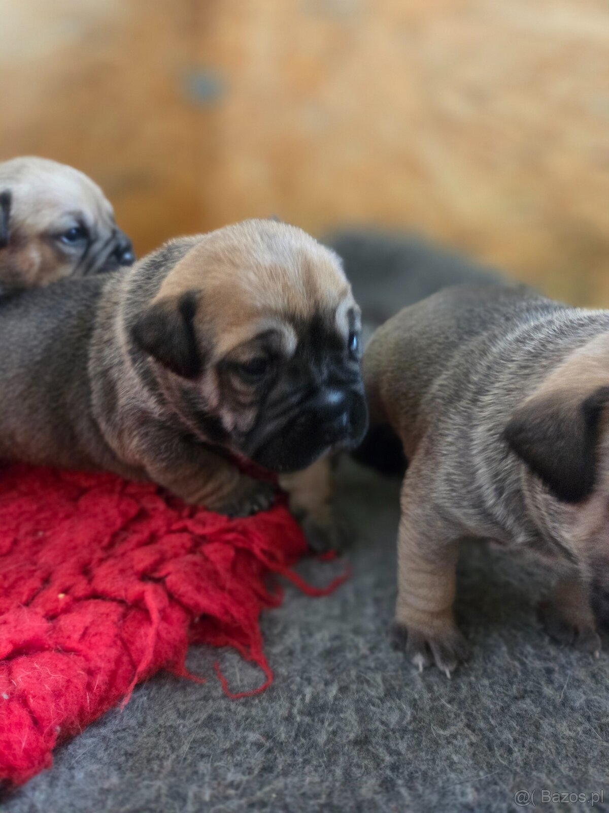 Dog Z Majorki Ca De Bou - 4