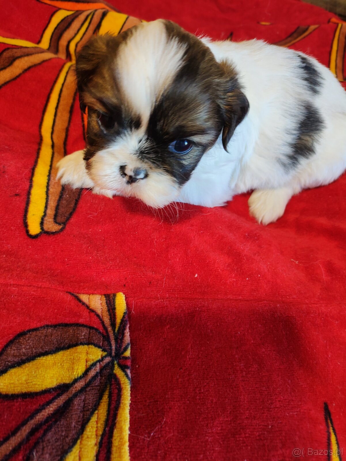 Suczki mieszanka ( shih tzu - pekińczyk) - 4