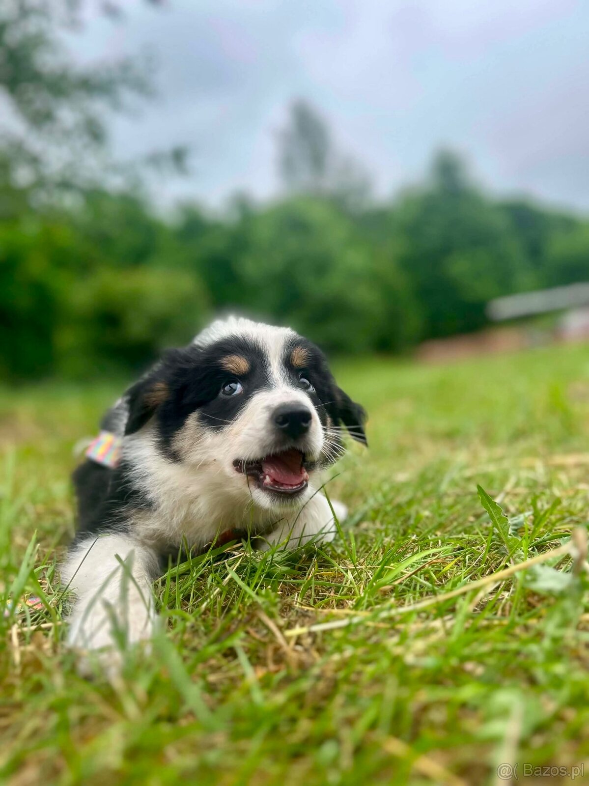 Border collie - 4