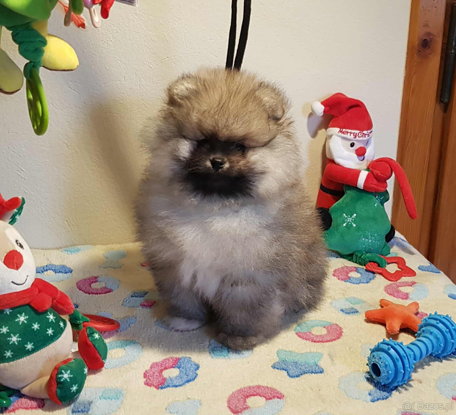 Szpic miniaturowy pomeranian ZKwP/FCI - 4