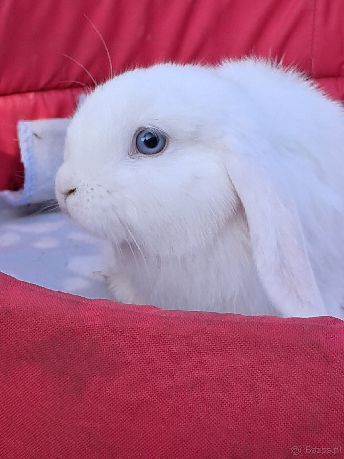 Białe baranki mini lop - 4