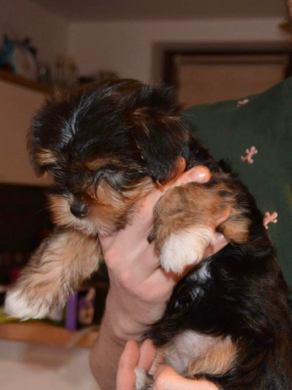 Yorkshire pieski szukają domu - 4