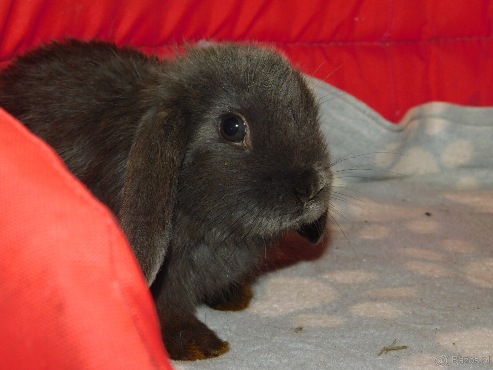 Piękne baranki mini lop - 4