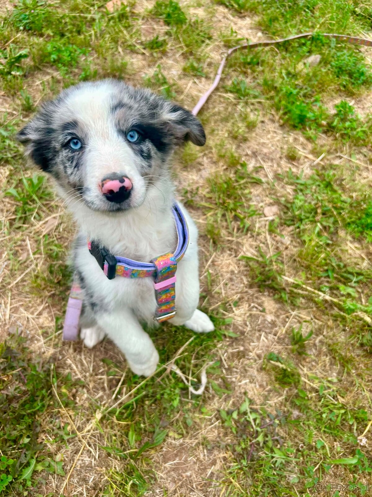 Border collie - 4