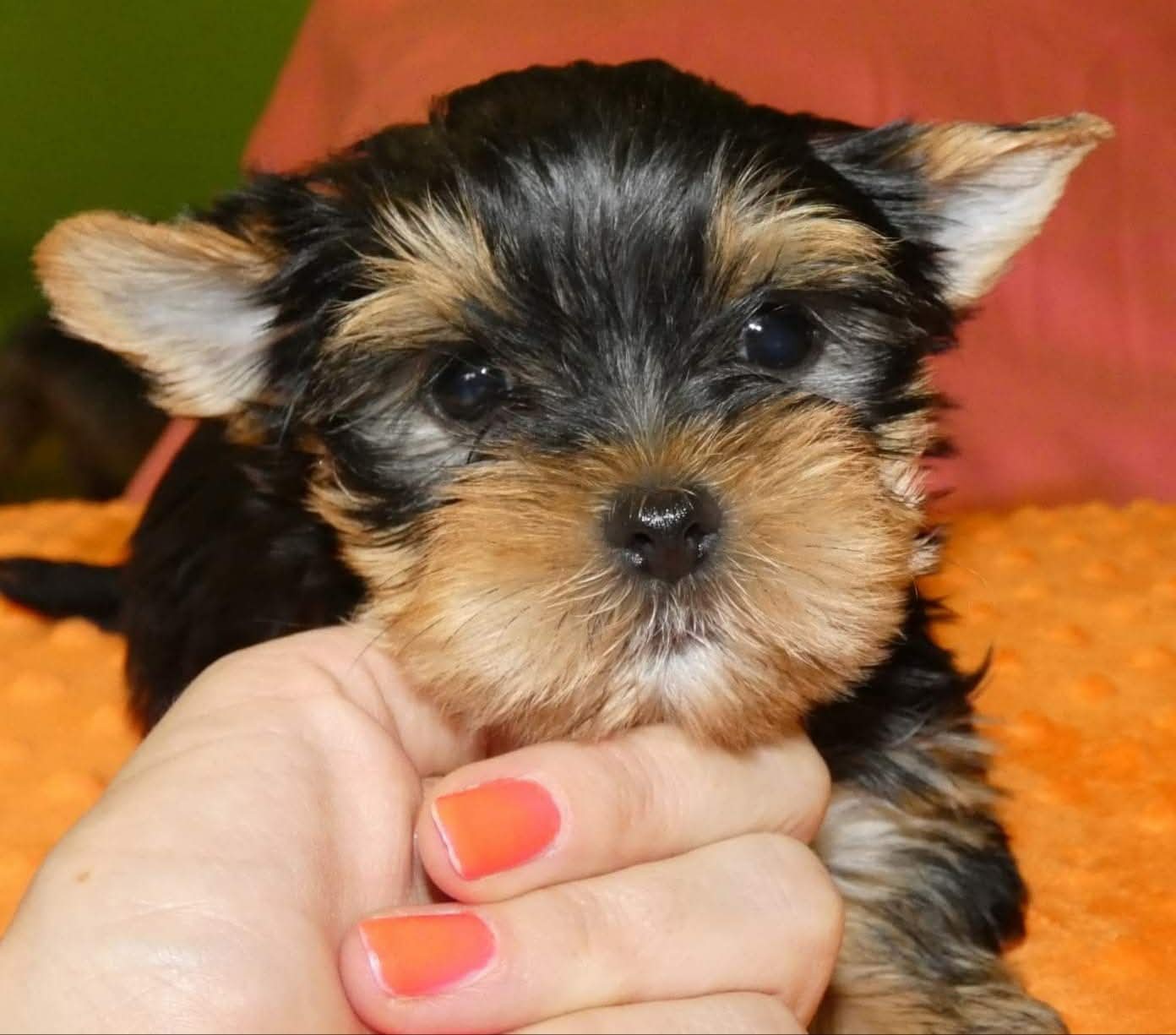 Sprzedam szczeniaki york terrier 2 pieski i 2 suczki - 4