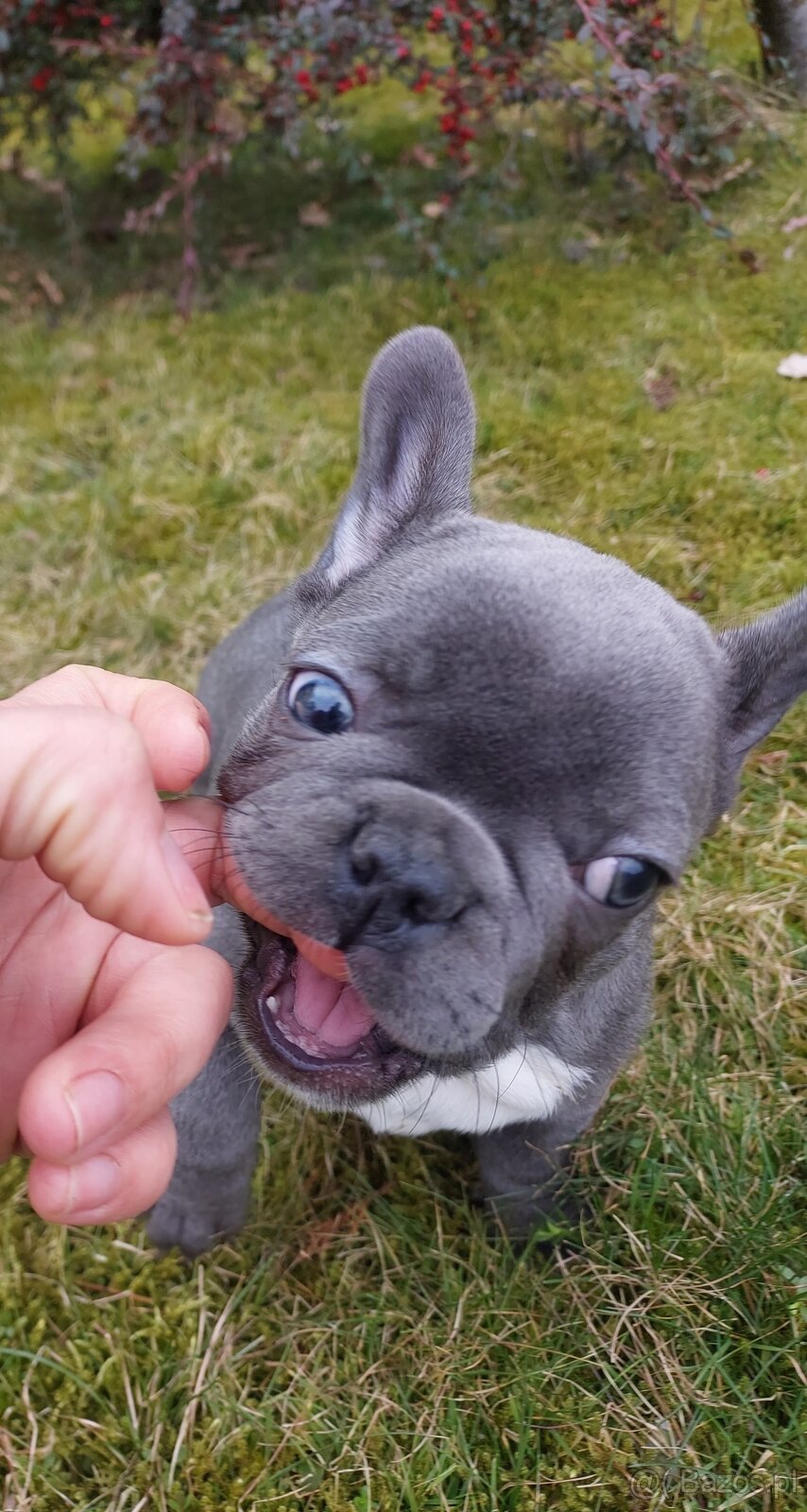 Buldog francuski suczki i pieski - 4