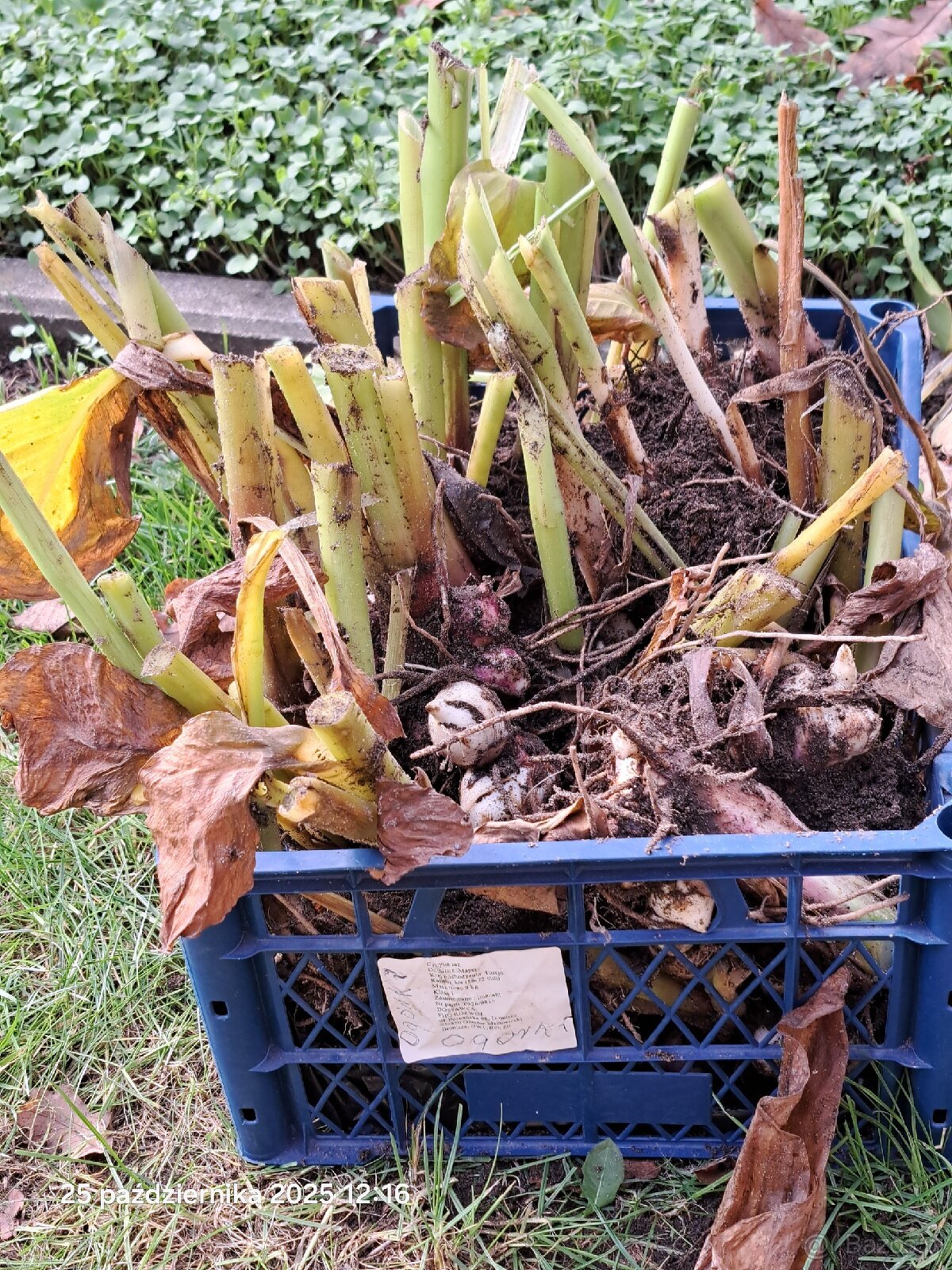 Kanny czerwone świeżo wykopane - 4