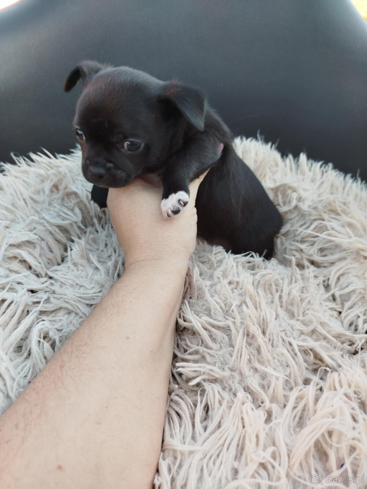 Piękny piesek chihuahua - 4