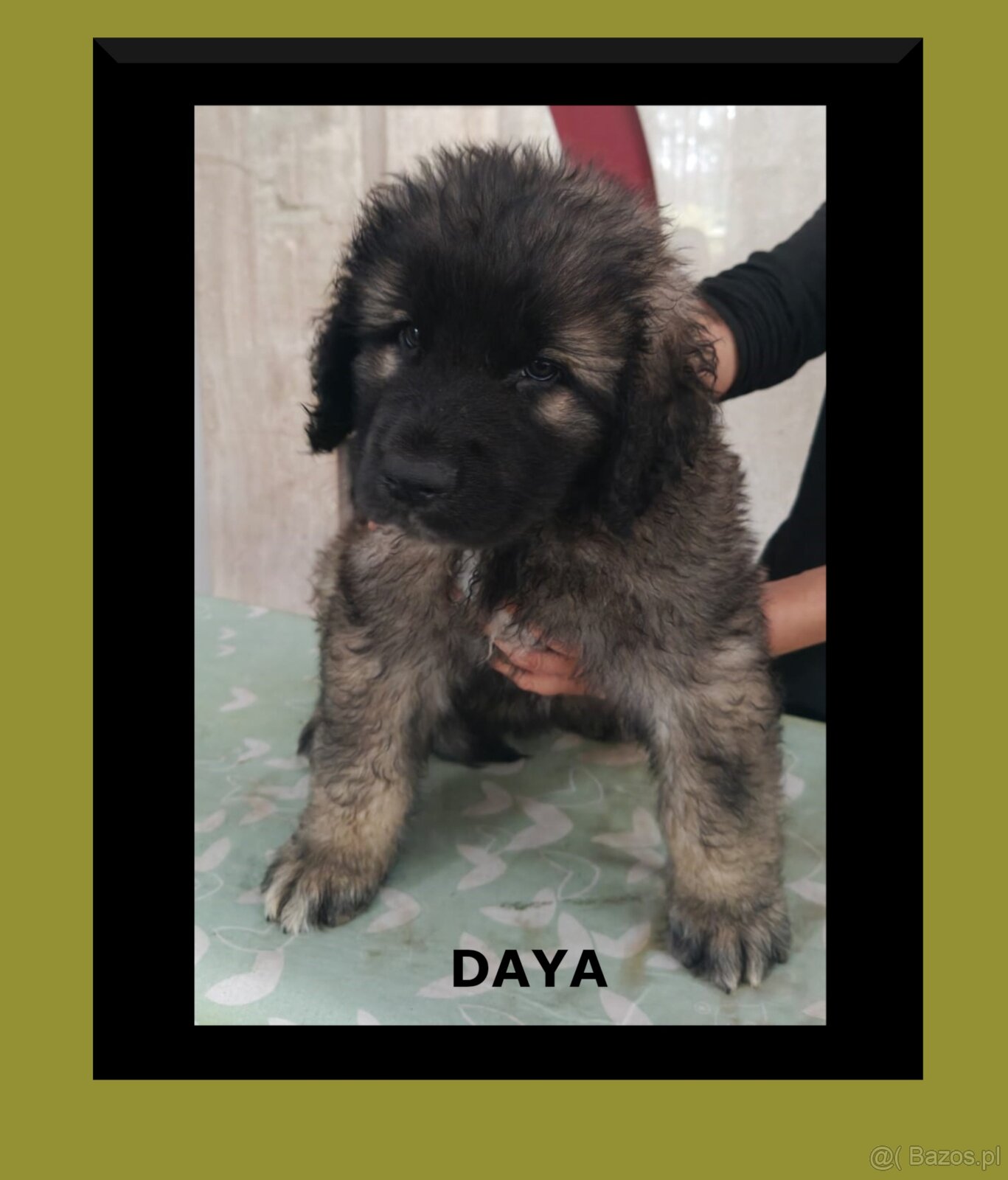 Leonberger szczeniaki - 4