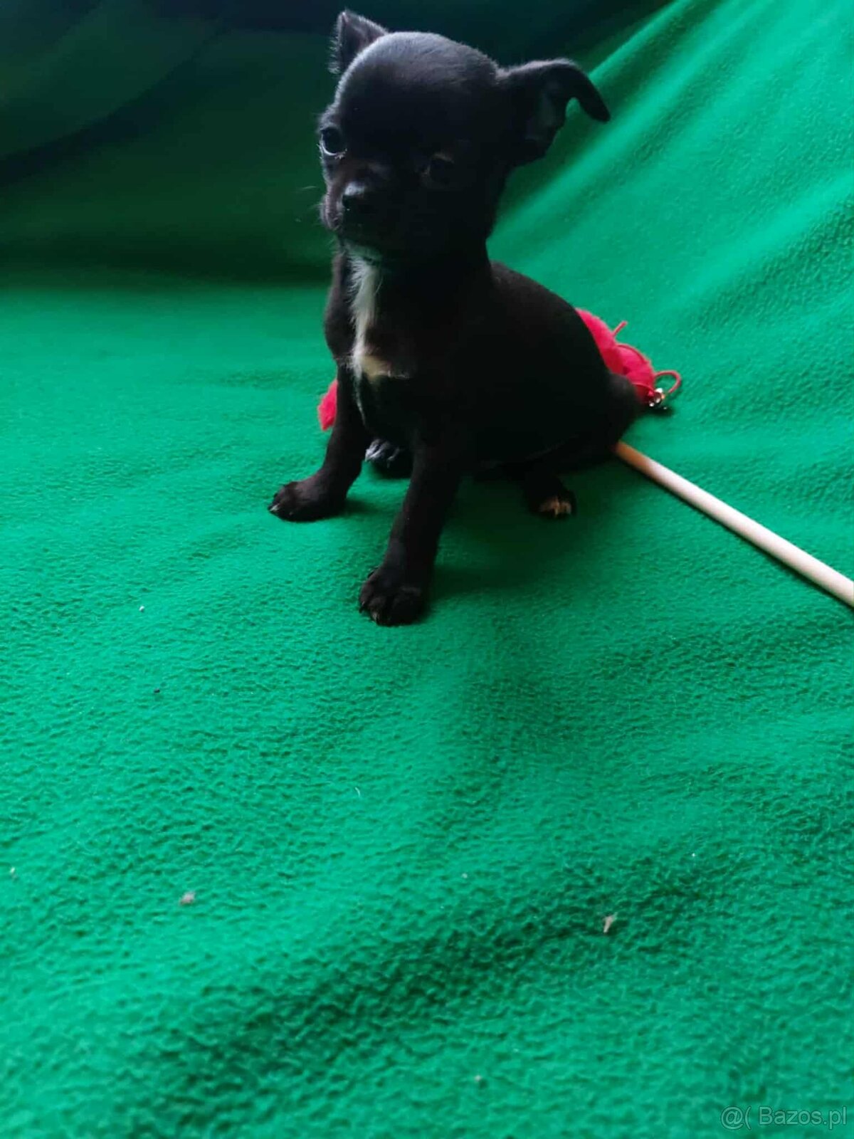 Śliczne suczki CHIHUAHUA - 4