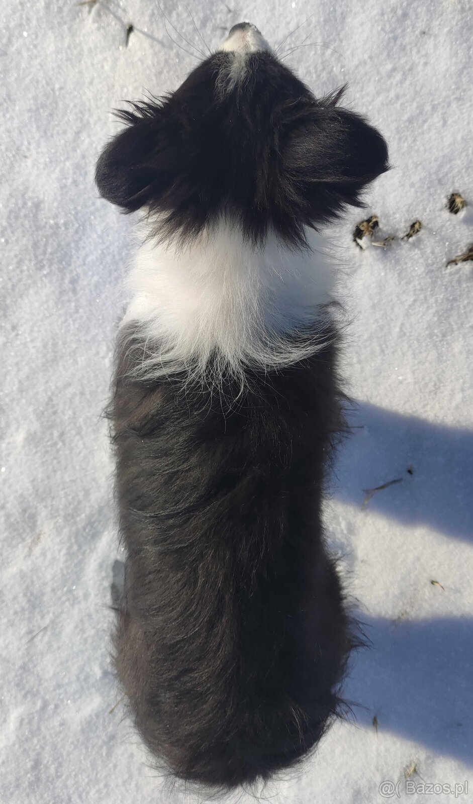 Rasowa suczka BORDER COLLIE z Hodowli, z pełną dok. Rodzice - 4