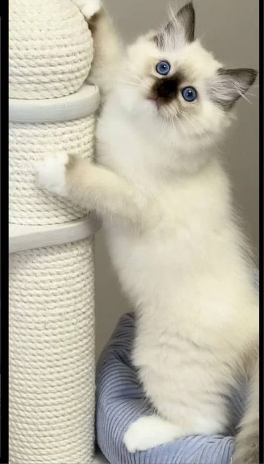 Koty rasy Ragdoll i Maine Coon gotowe na nowe domy - 4