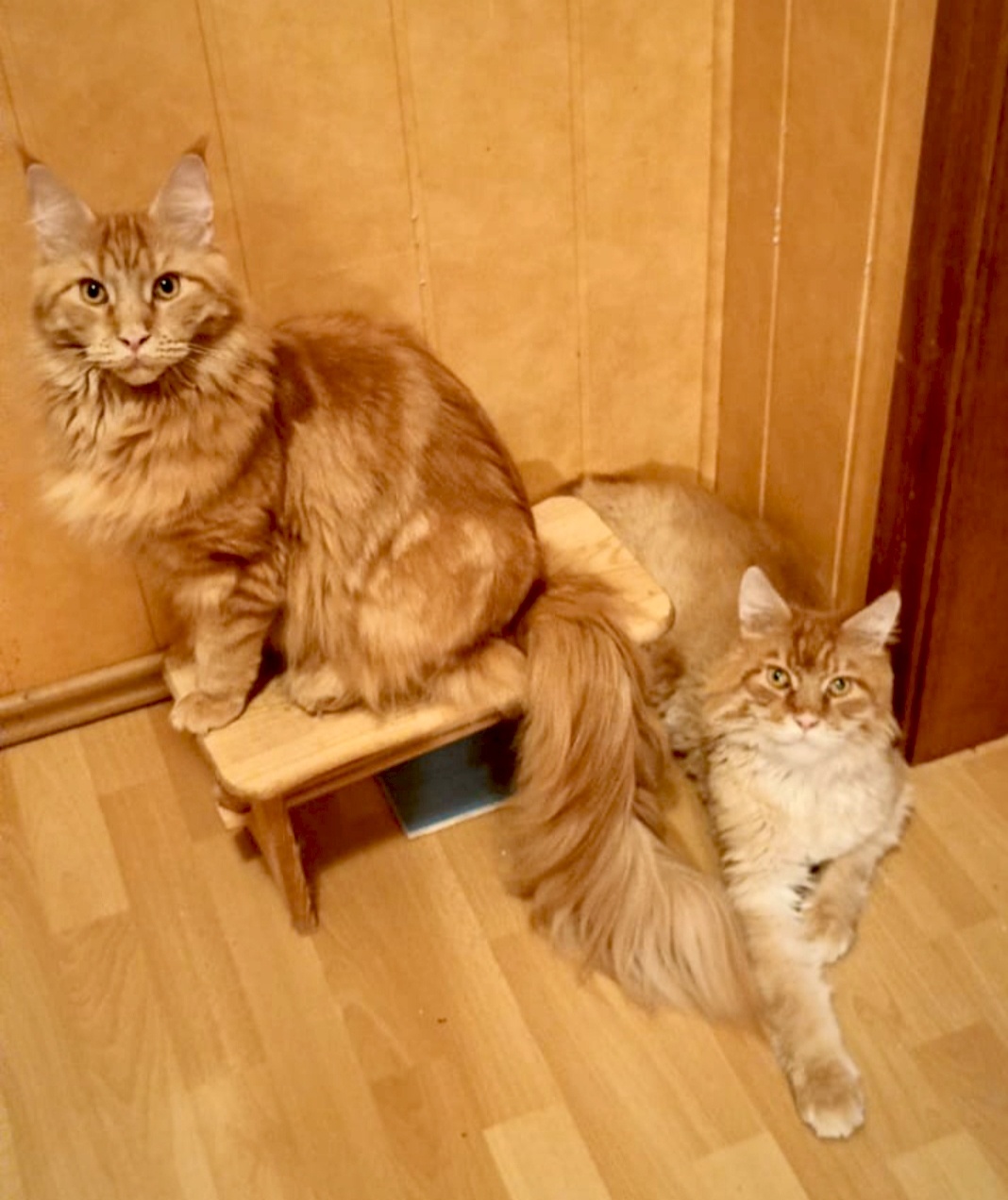 Kotki rasy Maine Coon - 4