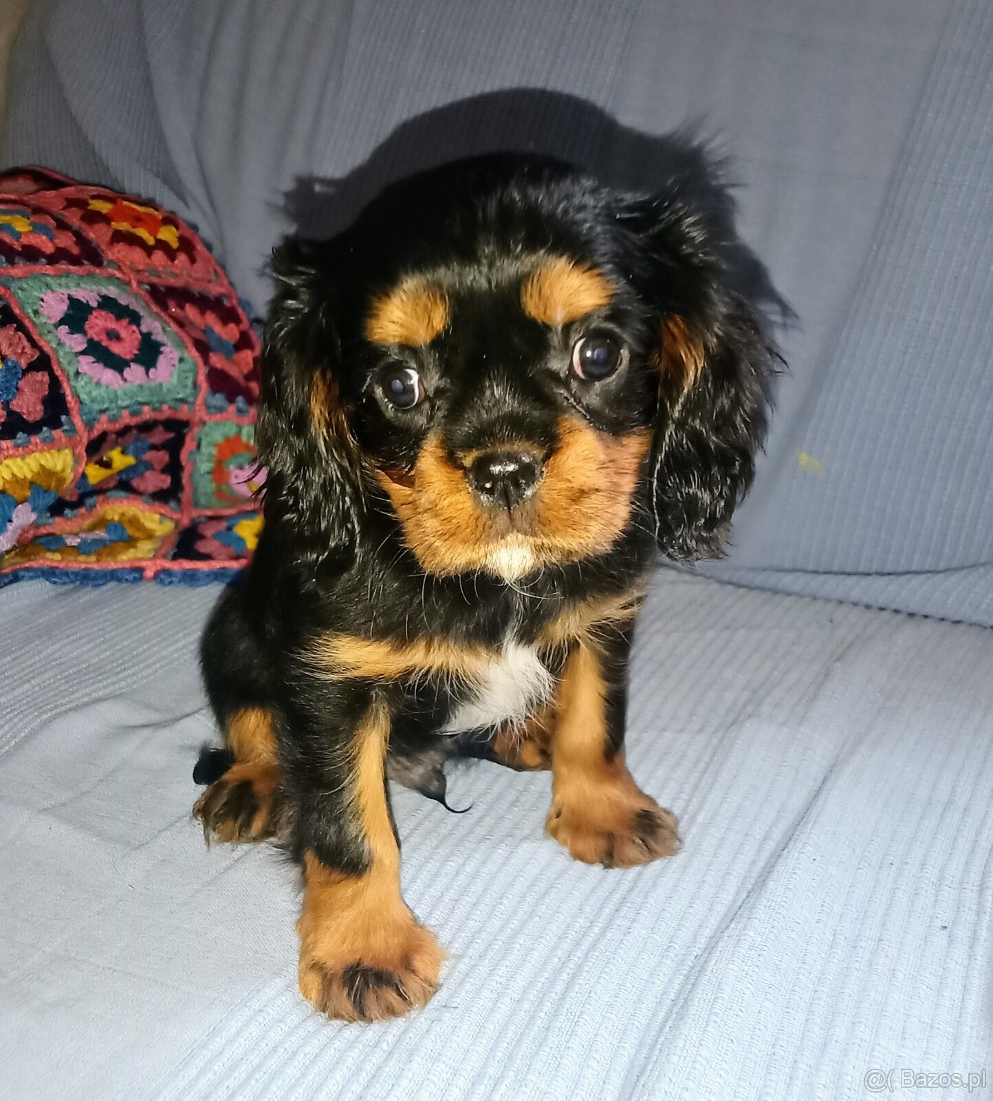 Gotowy do odbioru piesek Cavalier z rodowodem i wyprawką - 4