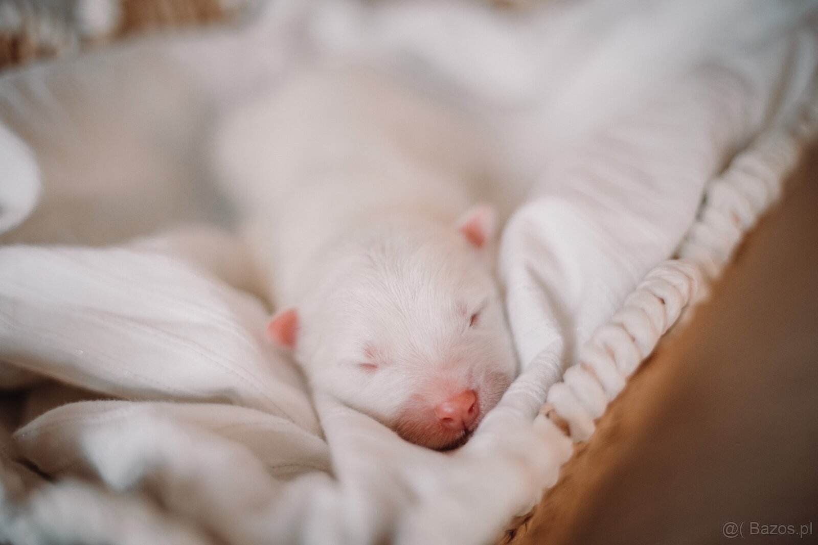 Samojed z FCI/PP – urodzone szczenięta z wyjątkowego skojarz - 4