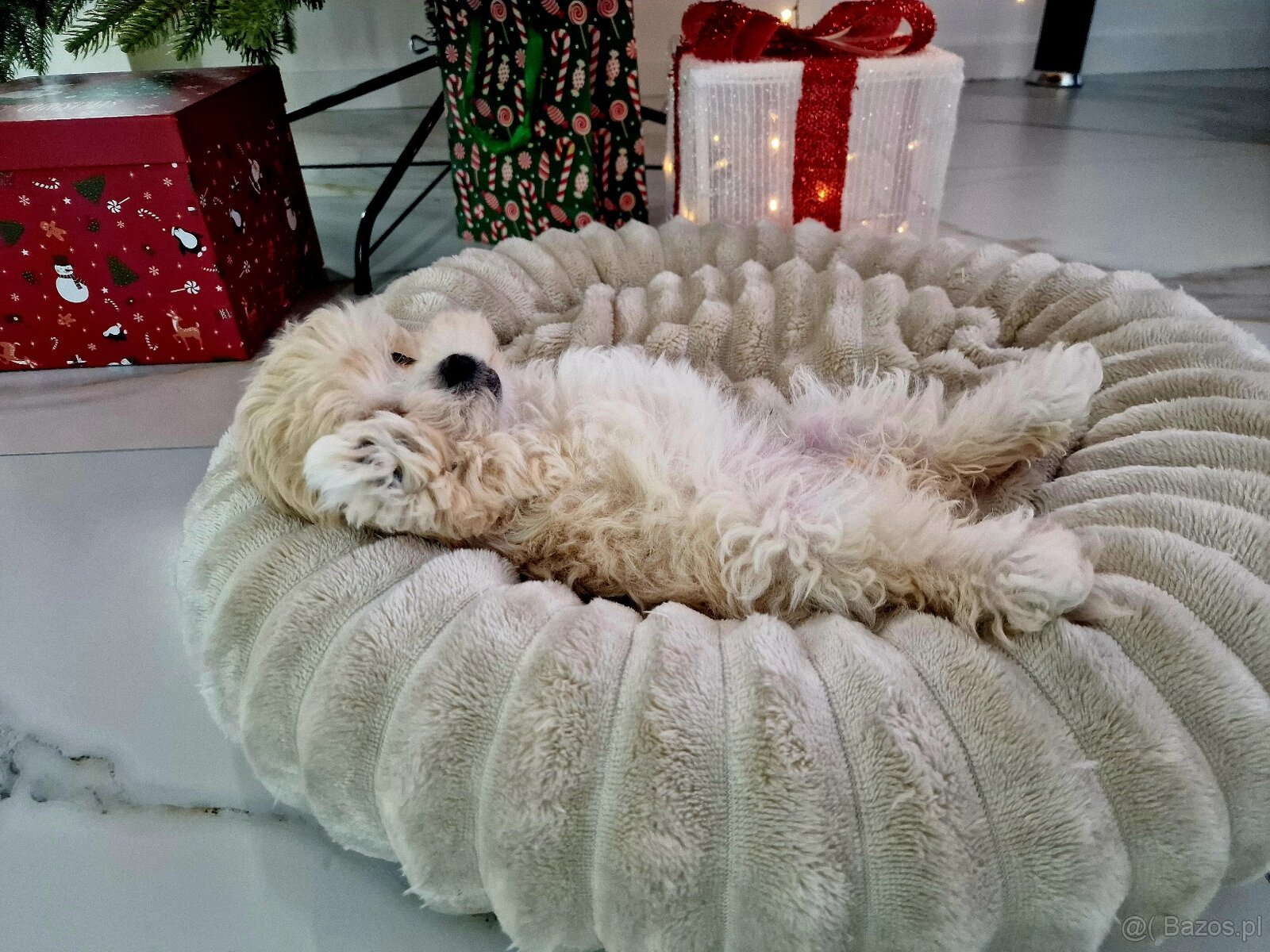 Urocza laleczka Maltipoo Lola juz do odbioru - 4