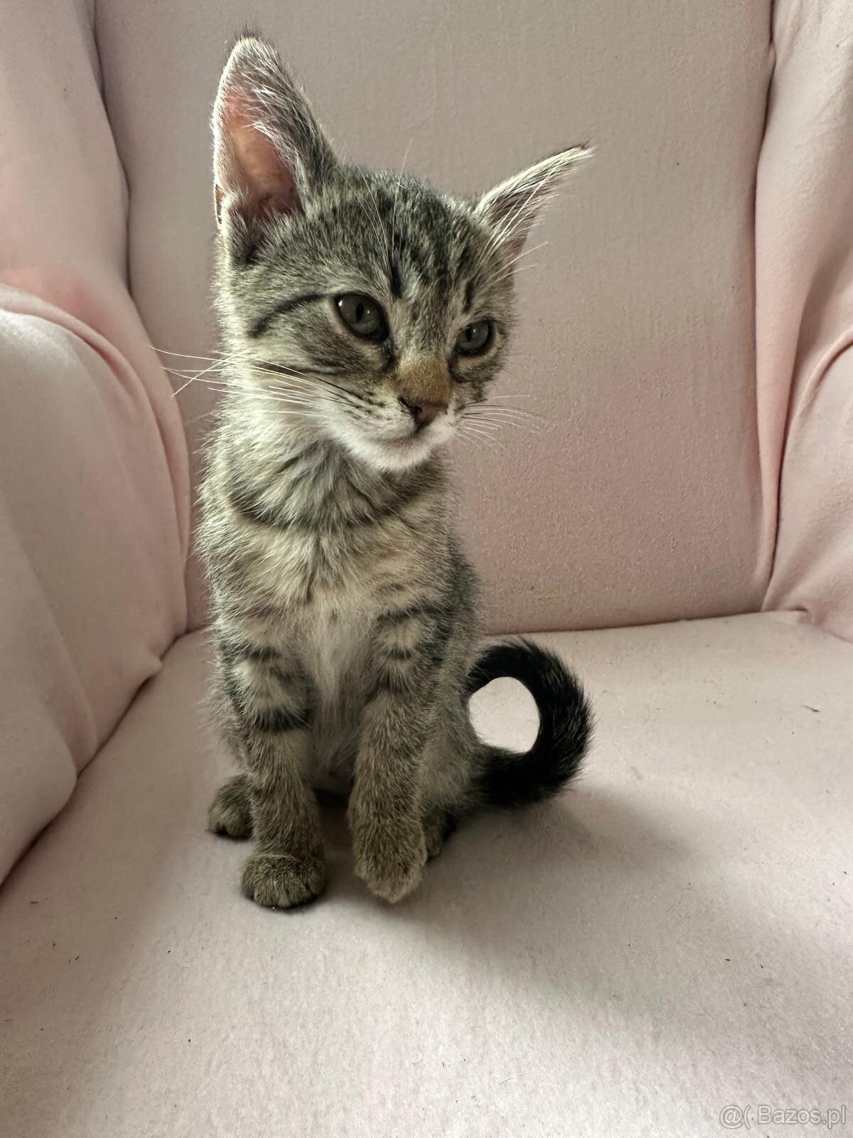 Oddam cztery małe kotki trzymiesieczne - 4