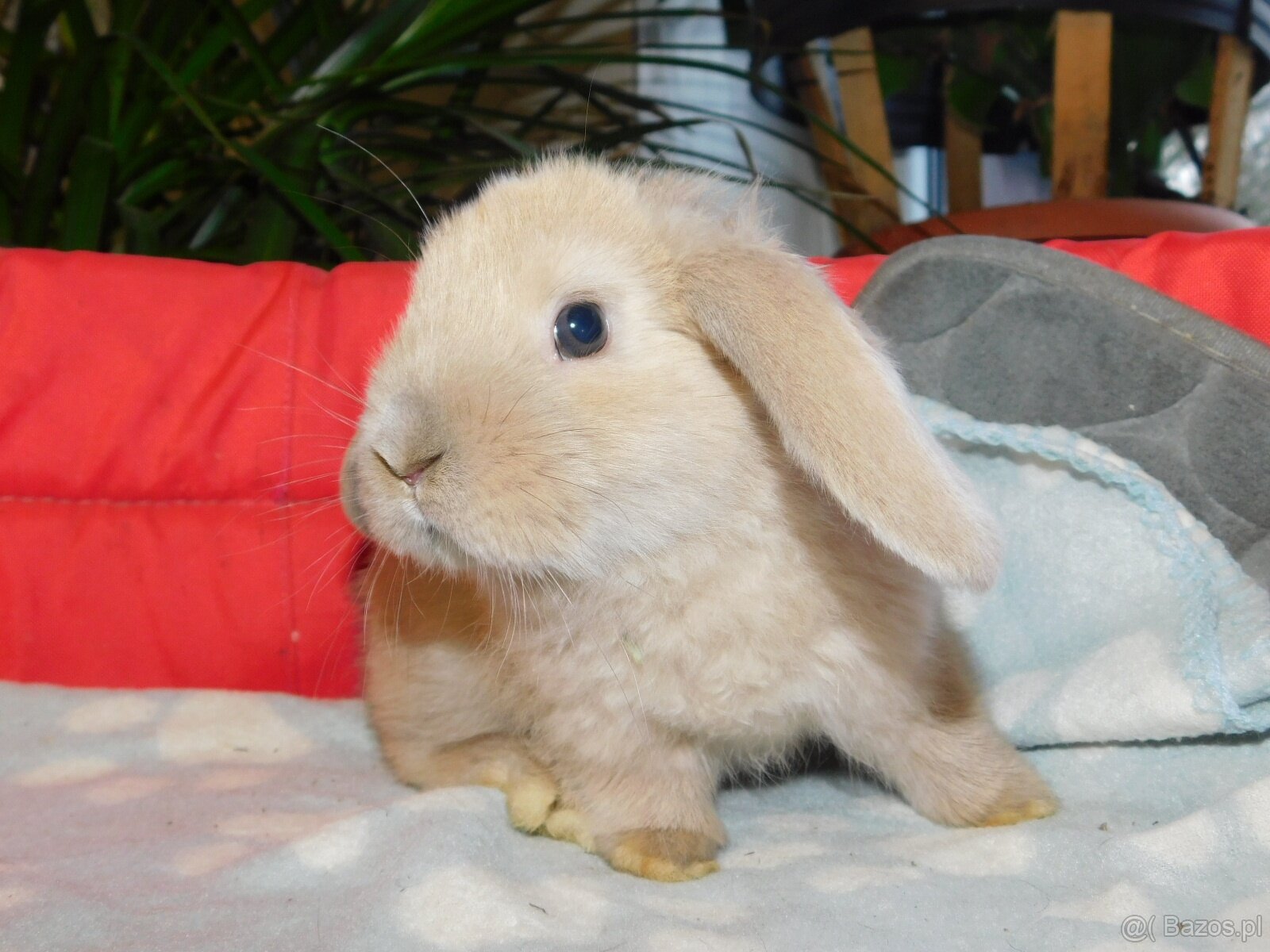 Baranki beżowe mini lop - 4