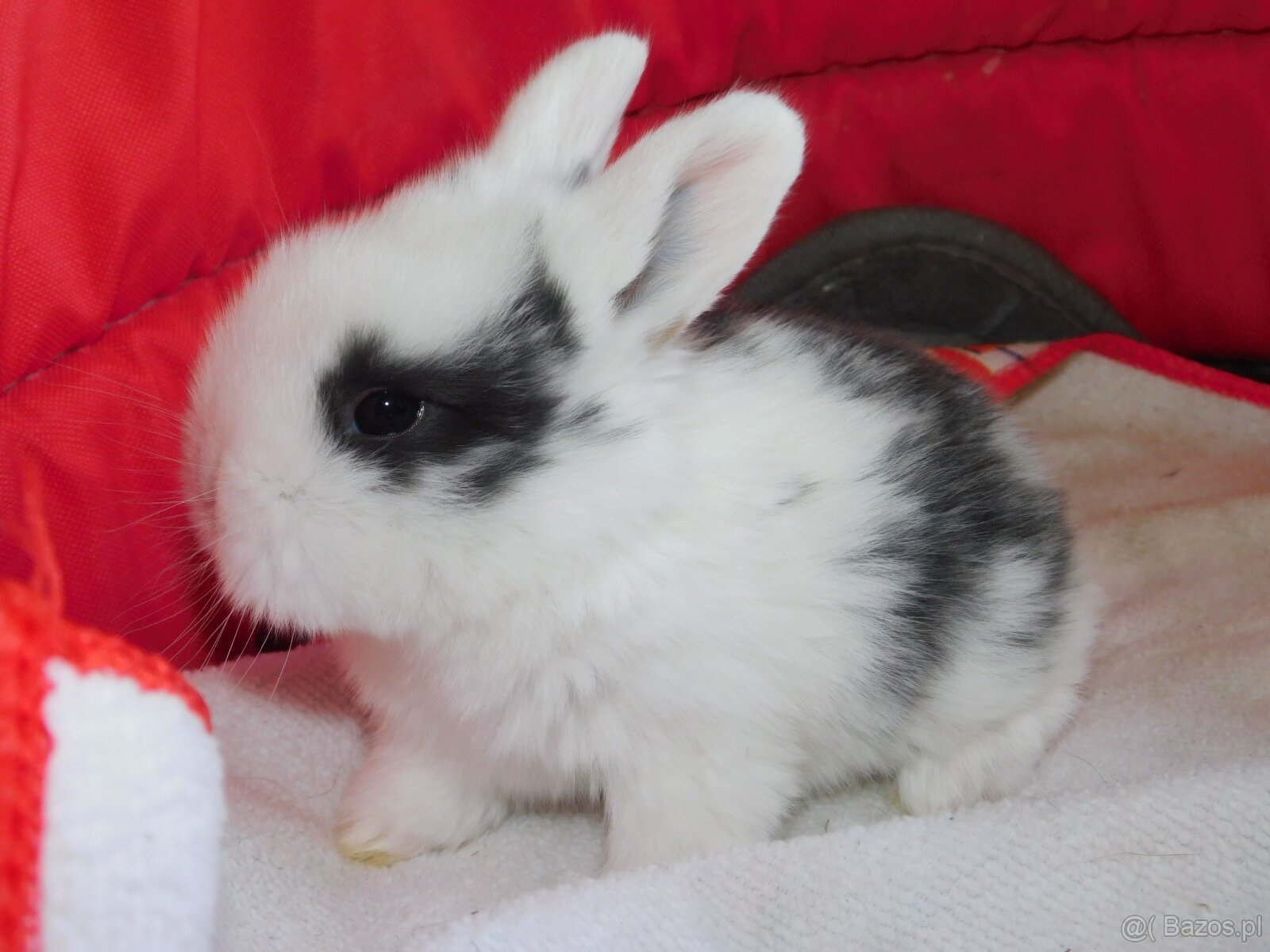 Białe króliczki z ciemną obwódką wokół oczu - 4