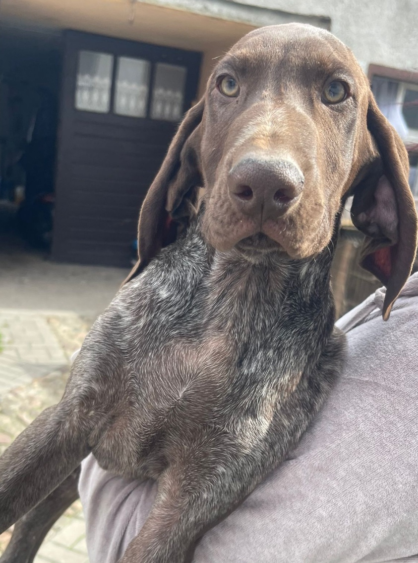 Szczeniaki wyżła niemieckiego krótkowłosego - 4