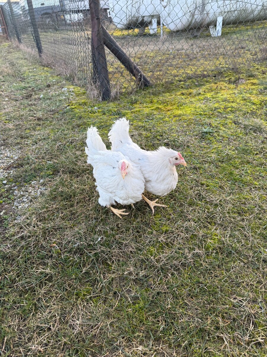 KURY NIOSKI 605834710 - 4