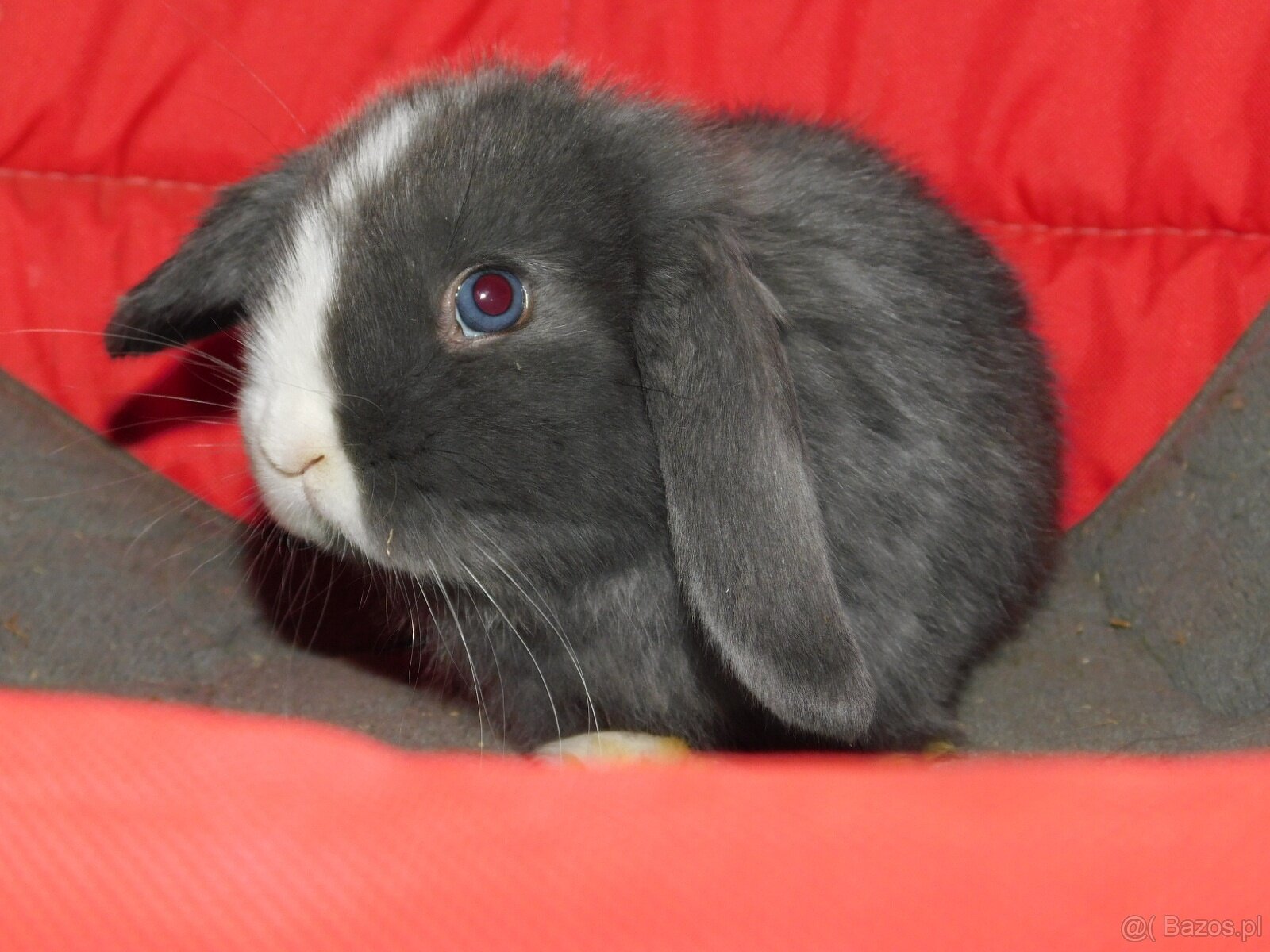 Niebiesko - biała samiczka mini lop - 4