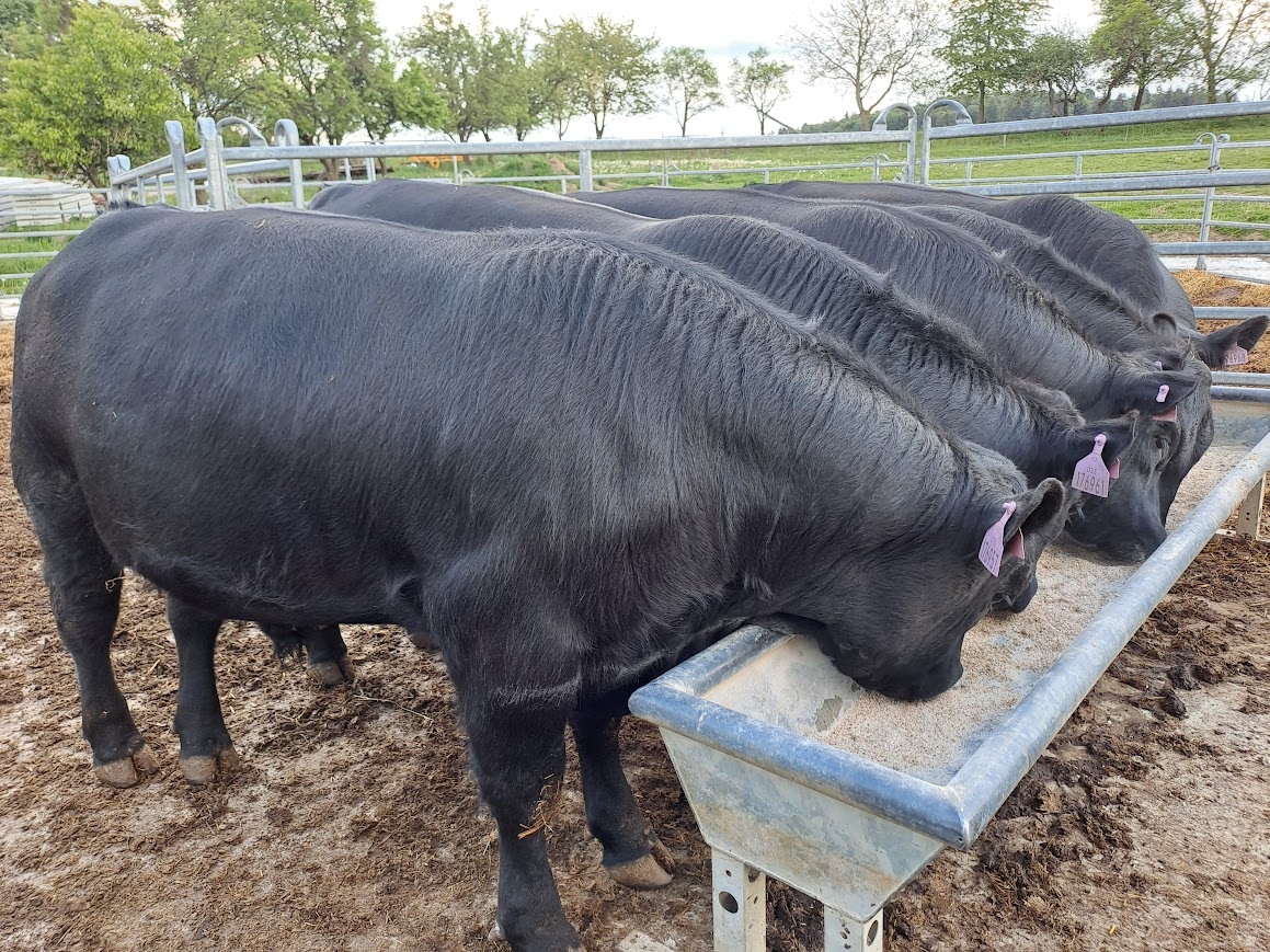 Byk hodowlany rasy Aberdeen Angus - 4