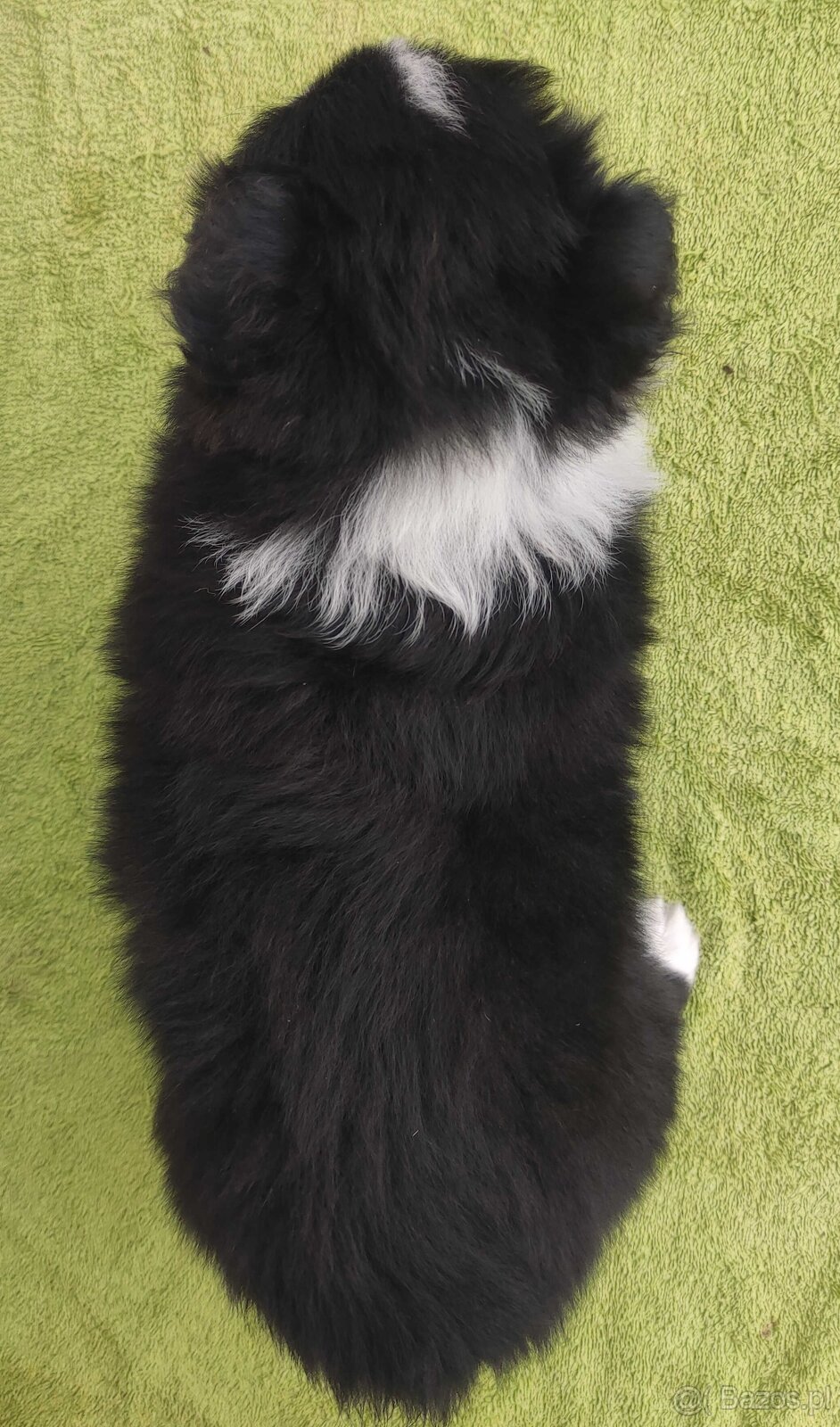 PIĘKNA Suczka BORDER COLLIE z Hodowli - Rasowa z pełną dok. - 4