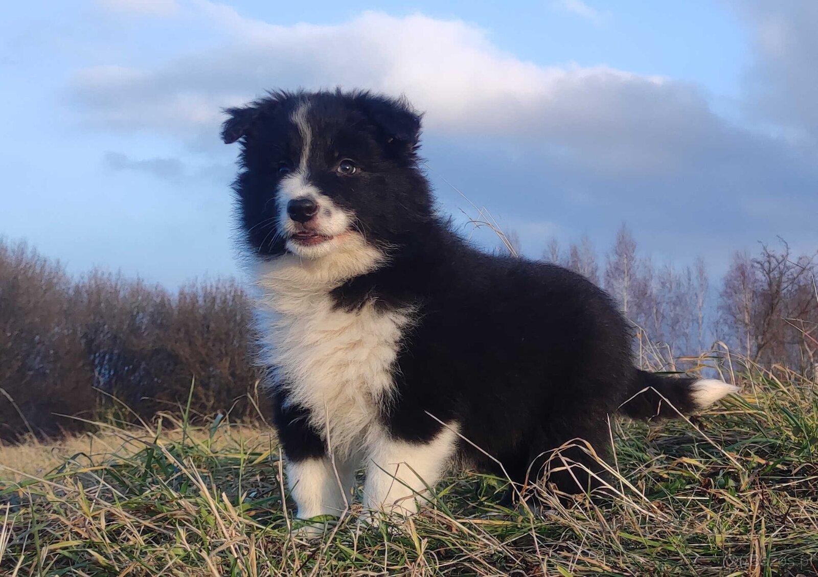 PIĘKNA Suczka BORDER COLLIE z Hodowli - Rasowa z pełną dok. - 4