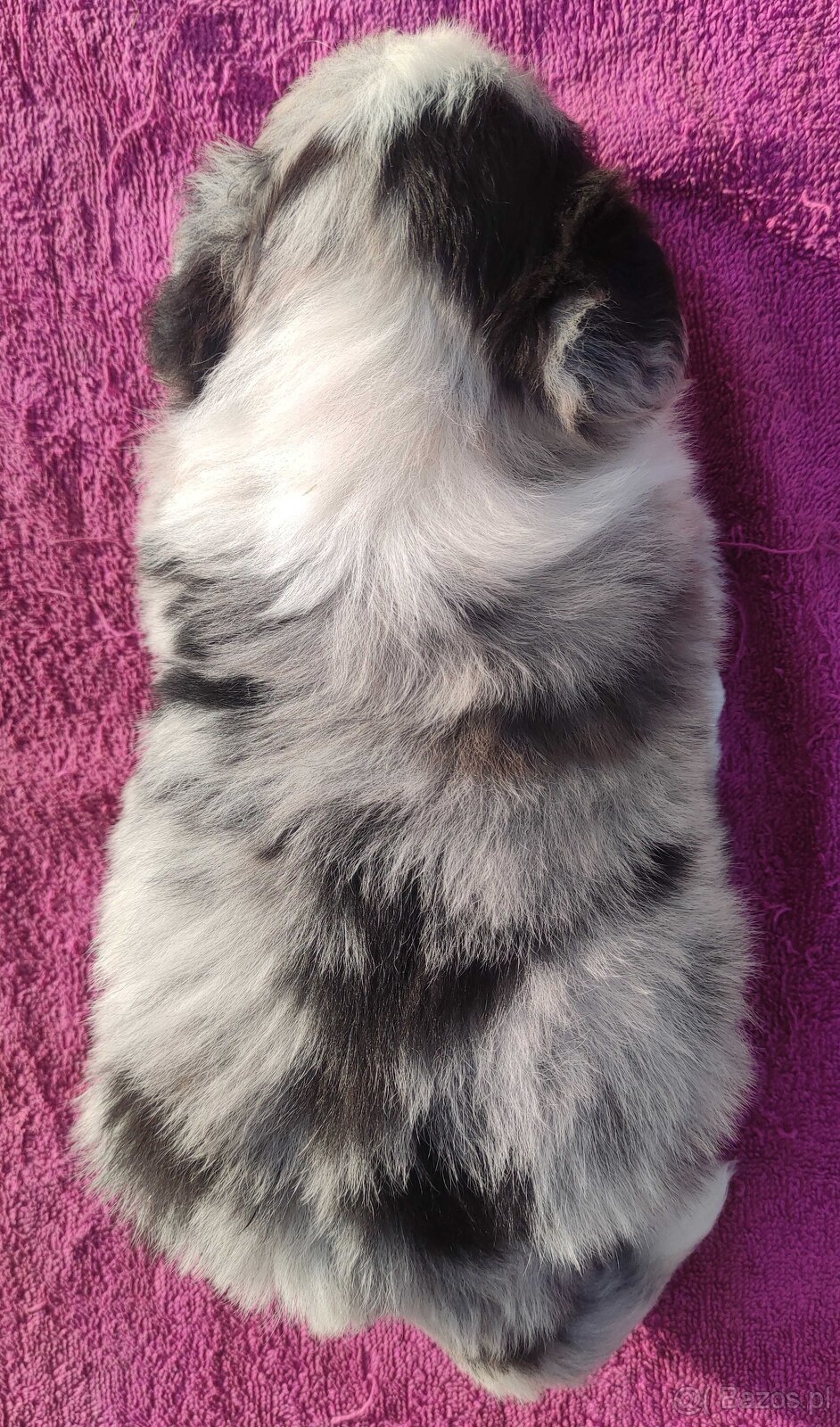 Szczenię BORDER COLLIE z Hodowli - Rasowy pies z pełną dok. - 4