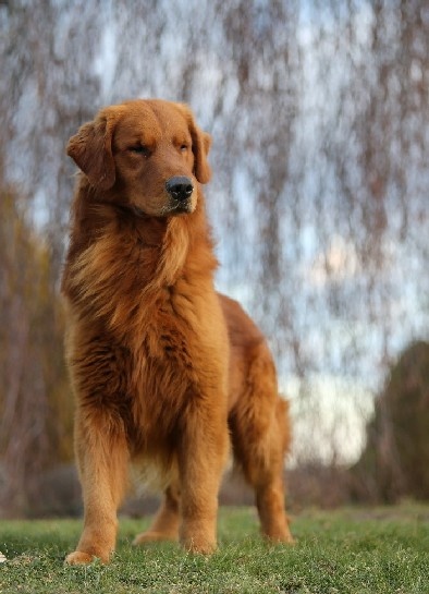 GOLDEN RETRIEVER-ciemnozłote i złote , ZKwP/FCI - 4