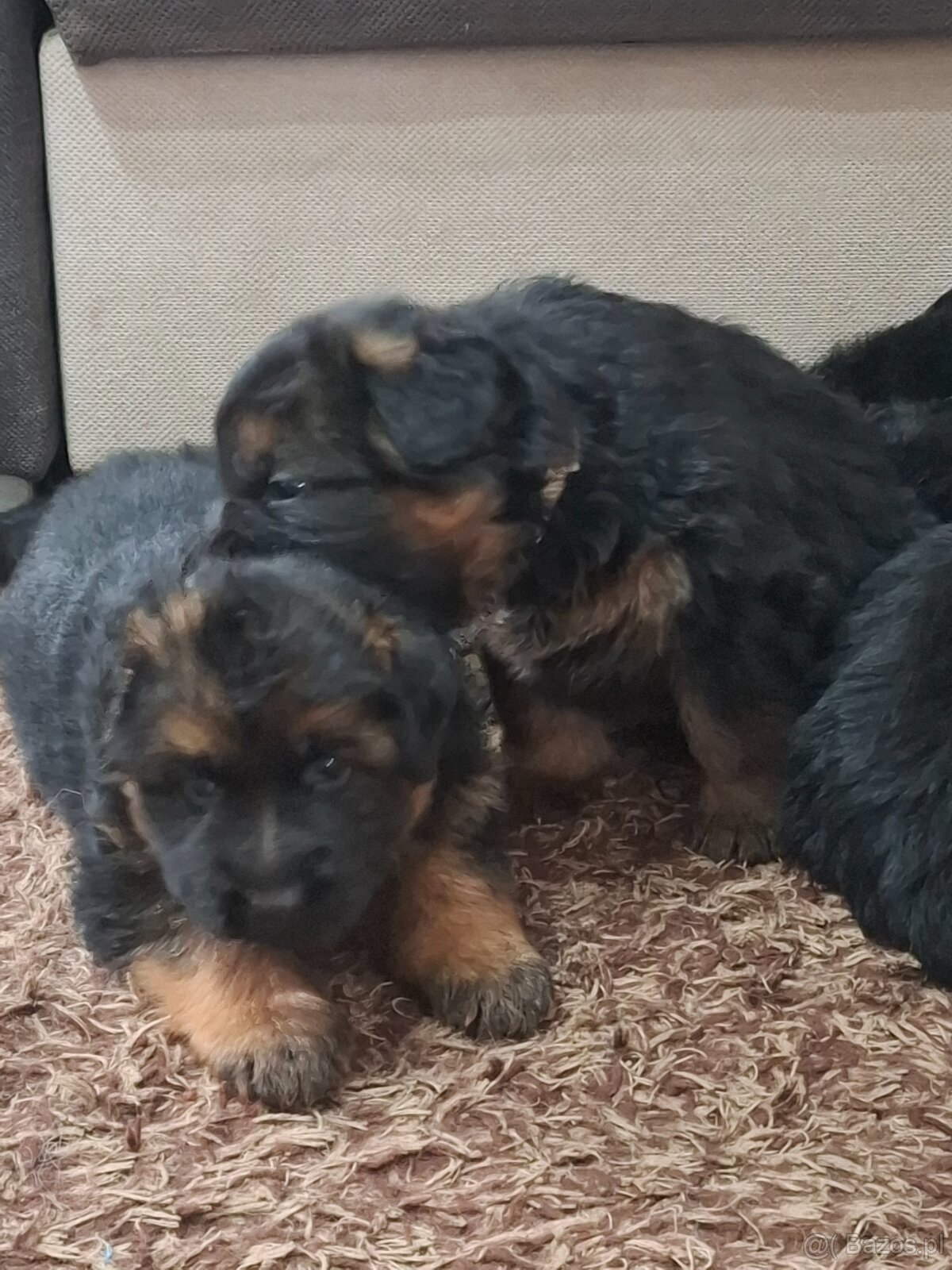 Szukam domu dla 2 szczeniaków owczarka niemieckiego - 4