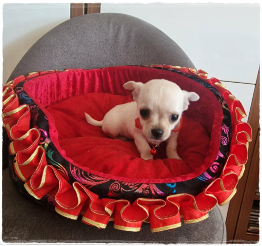 Chihuahua śliczny kremowo biały piesek - 4