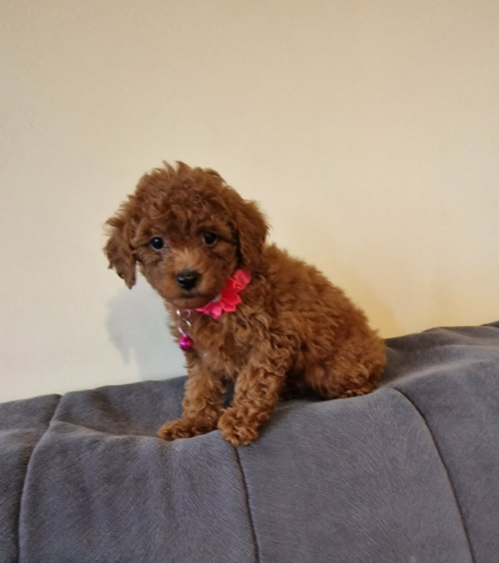 Pudel Toy,Miniaturka red - 4