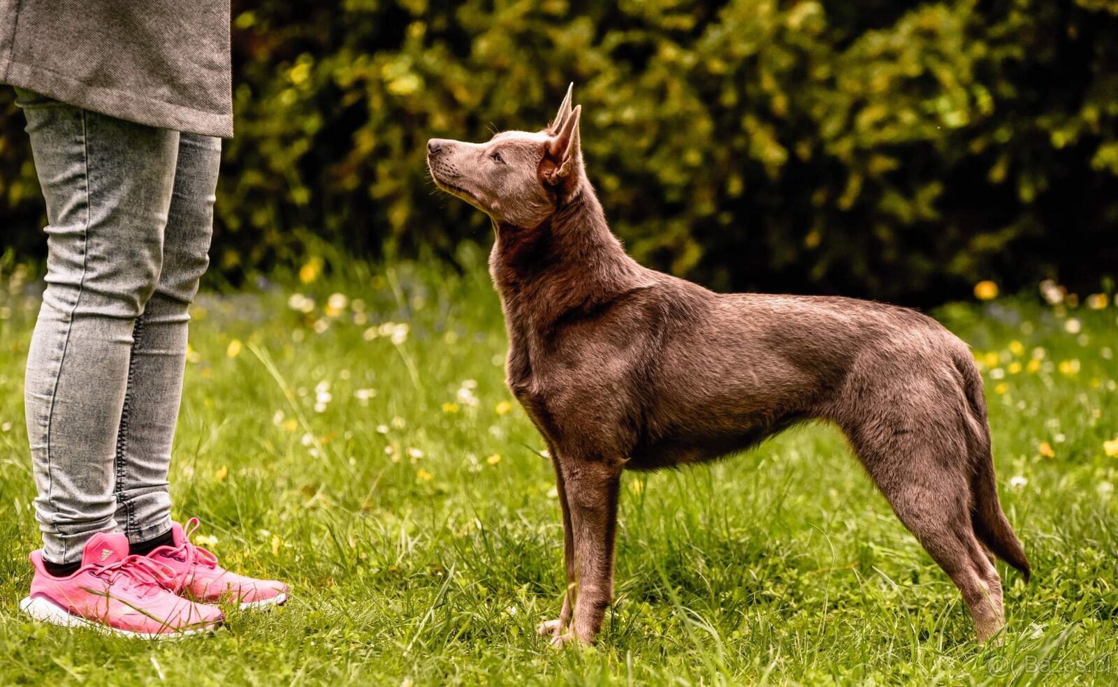 Australian kelpie - 4