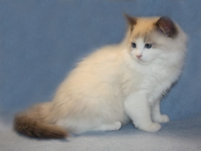 RAGDOLL koťátka: - 4