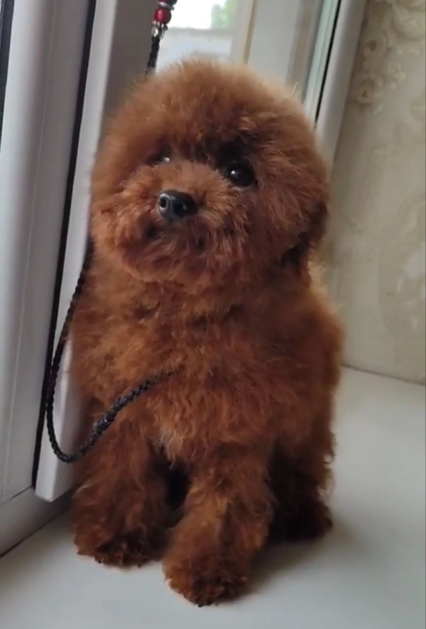 szczenię toy pudla z chińskiej linii - 4