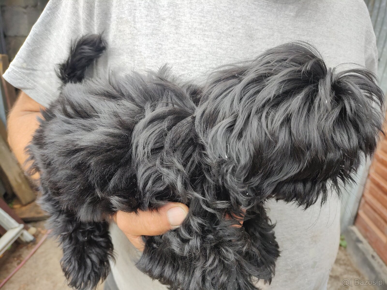 Suczka Shih-tzu - 4