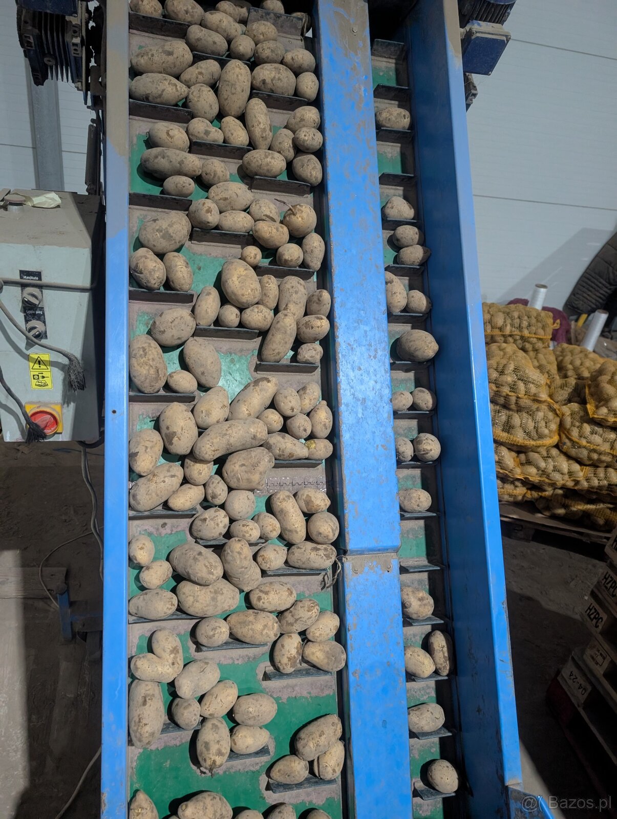 Prodám brambory - 4