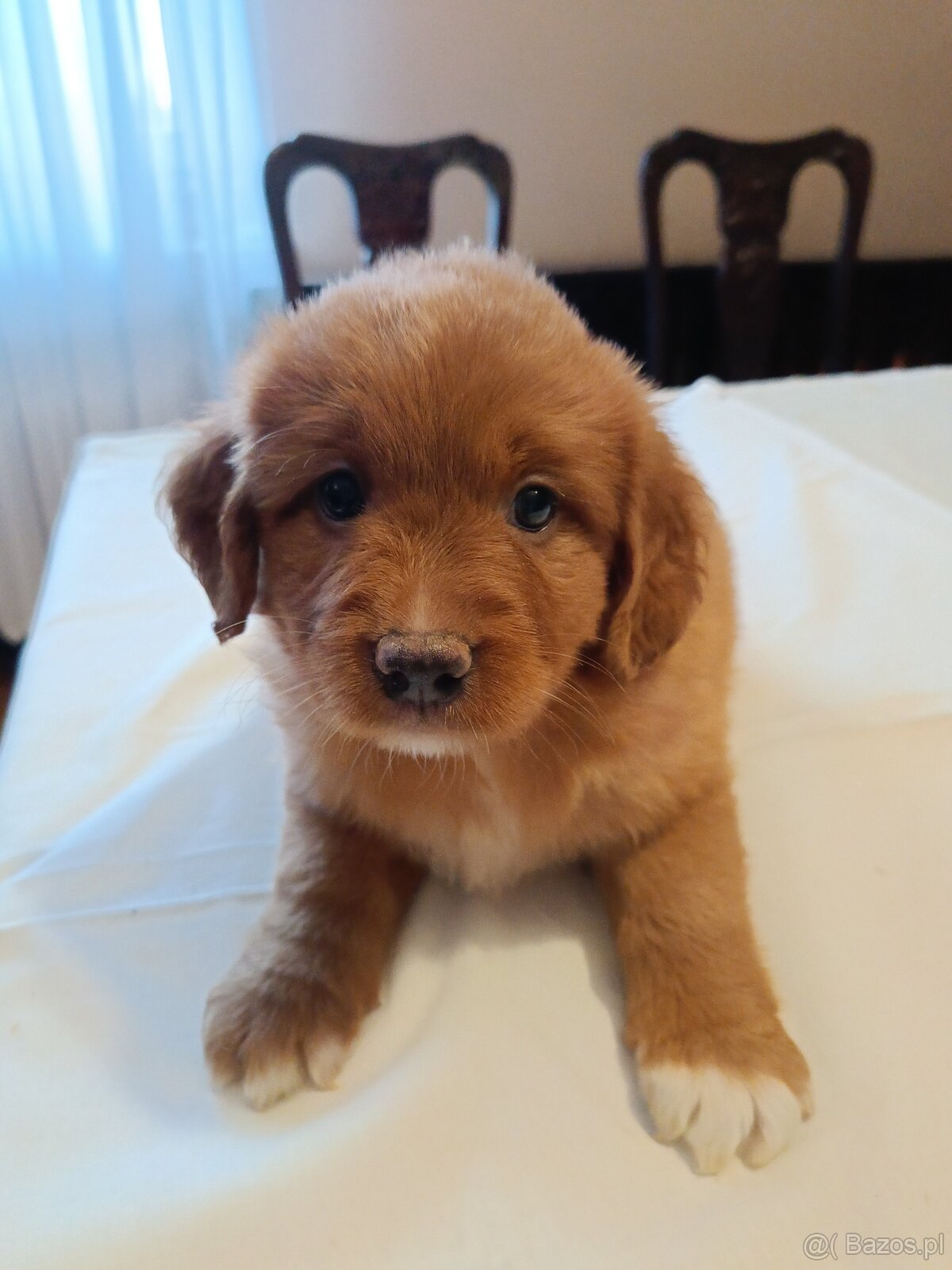 Nova Scotia Duck Tolling Retriever - szczeniaki - 4