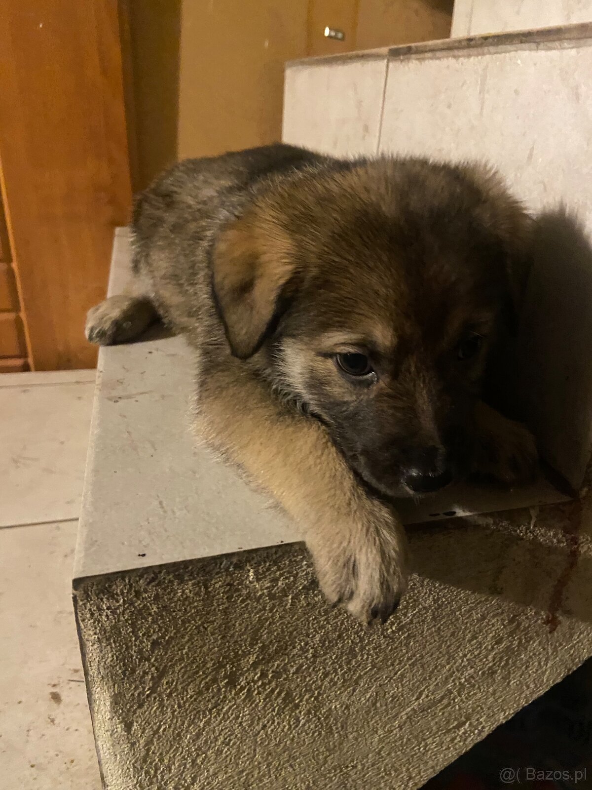 szczeniaki 8 tygodni - mama Beagle - 4