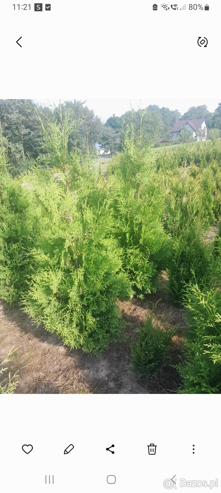 Tuje braband, szmaragd, kornik, aureospicata - 4