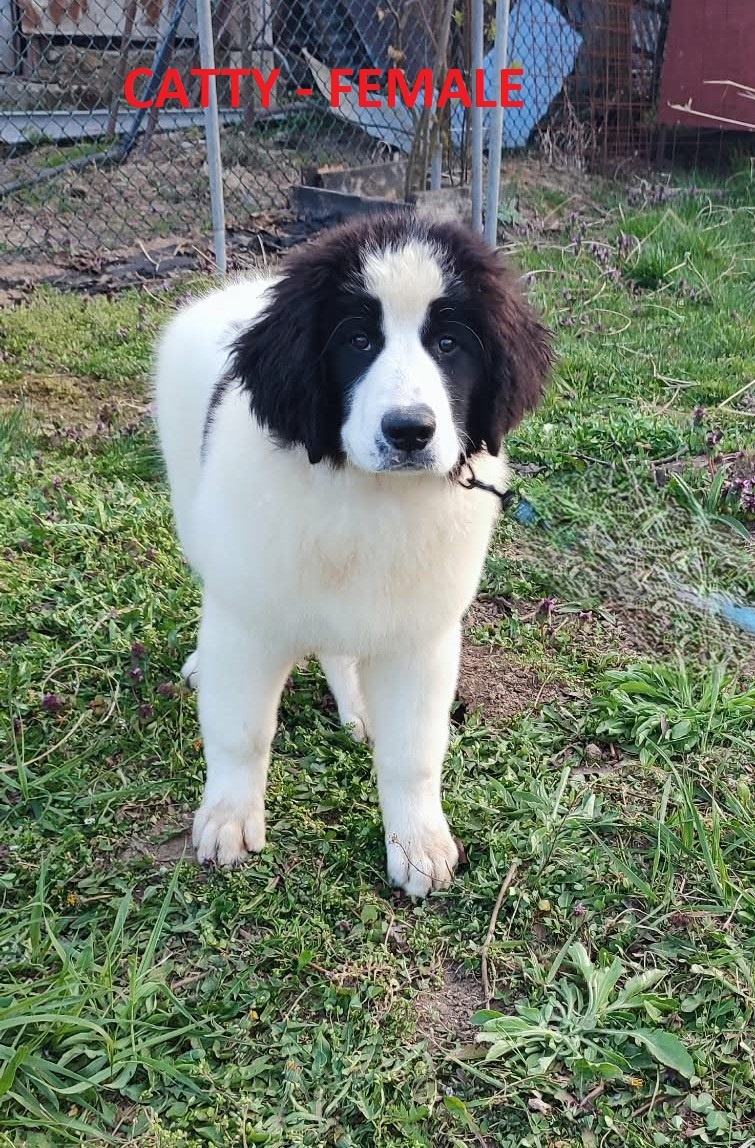 LANDSEER - 4