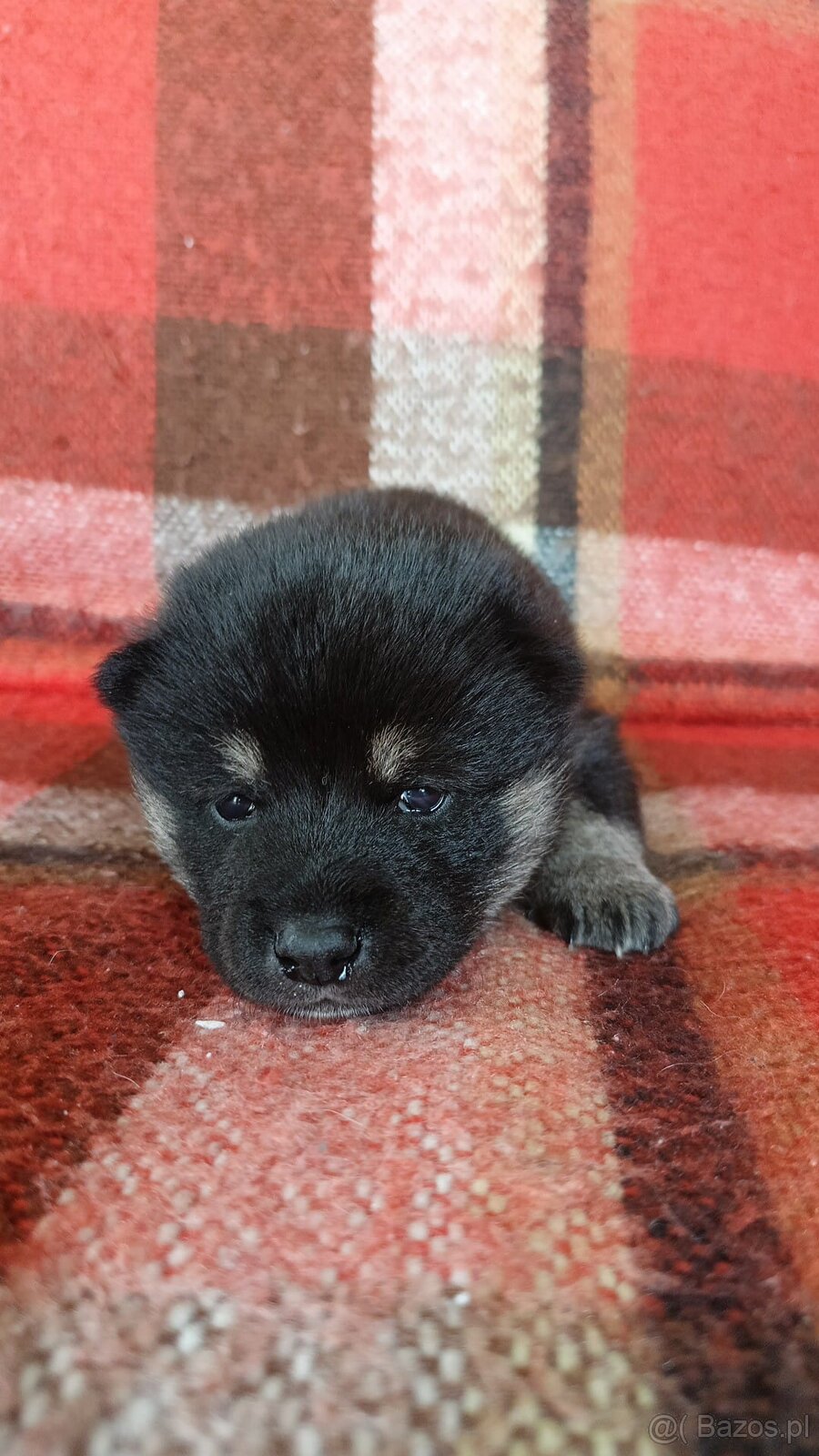 Shiba Inu + Nowy miot + Rezerwacja szczeniąt - 4