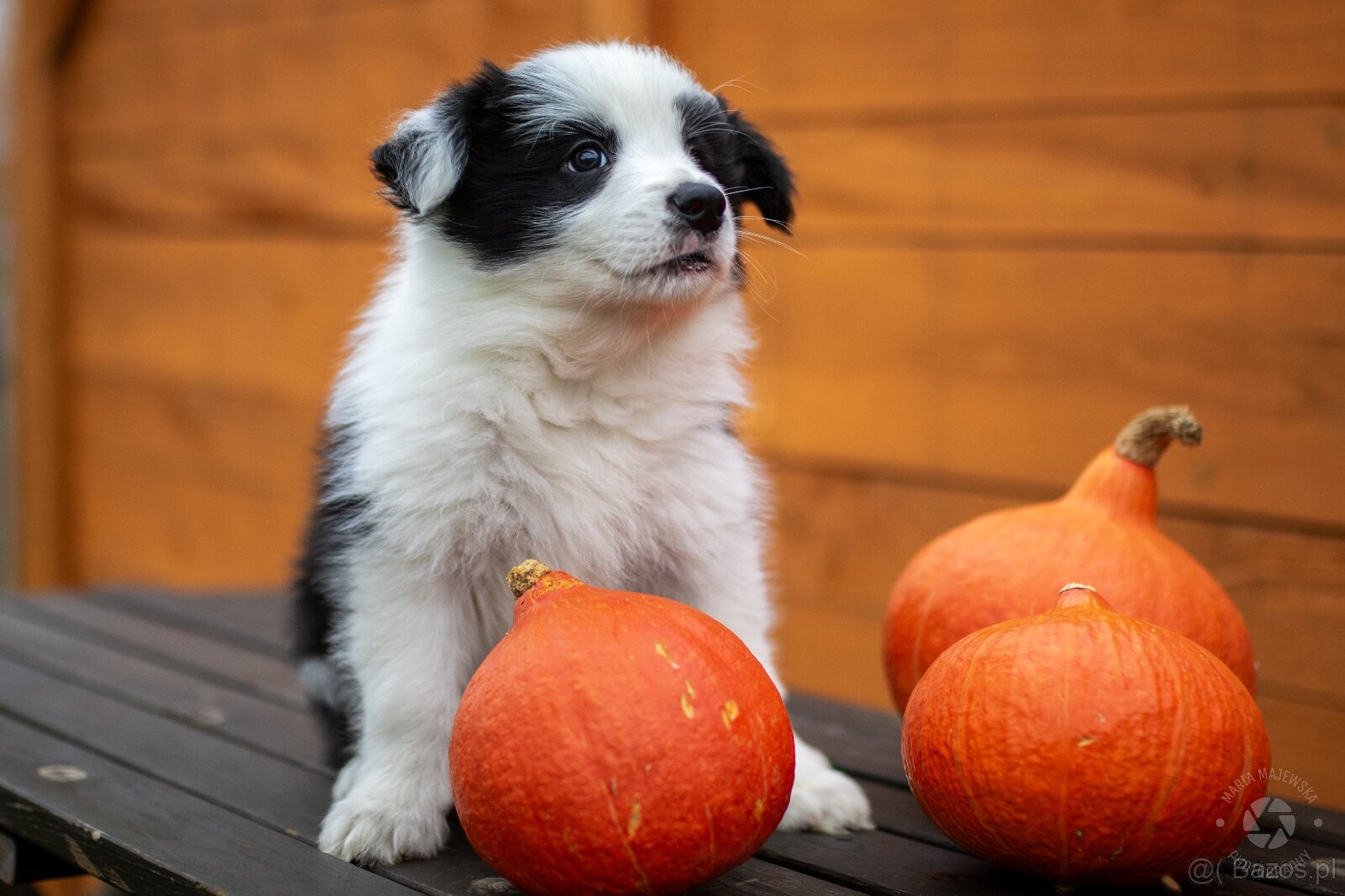 Border collie szczenięta hodowla Anidamara FCI - 4