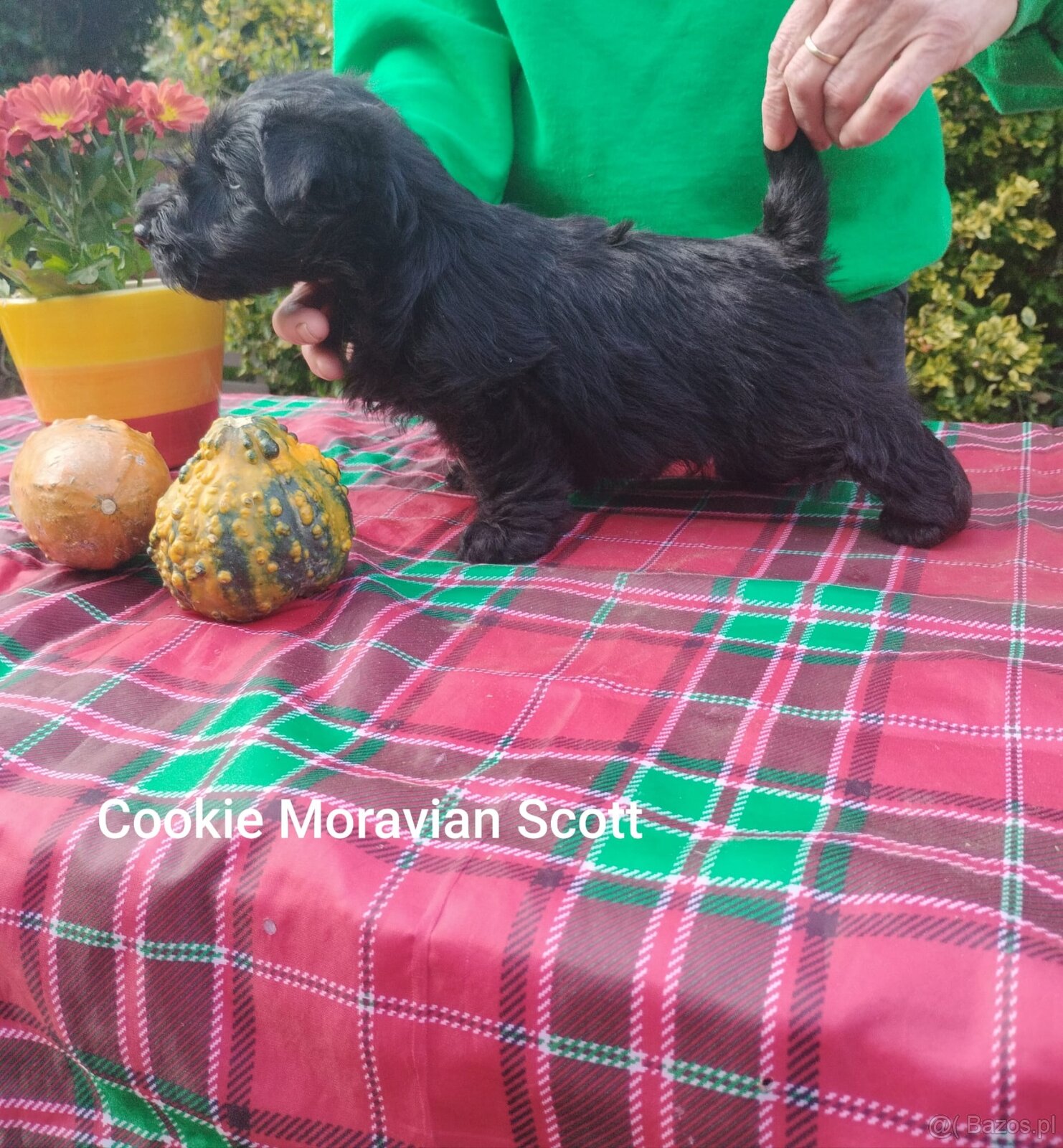 Skotský teriér - scottish terrier - 4