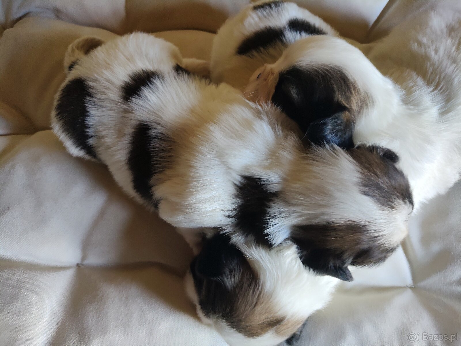 Suczki mieszanka (shih-tzu-pekinczyk) - 4