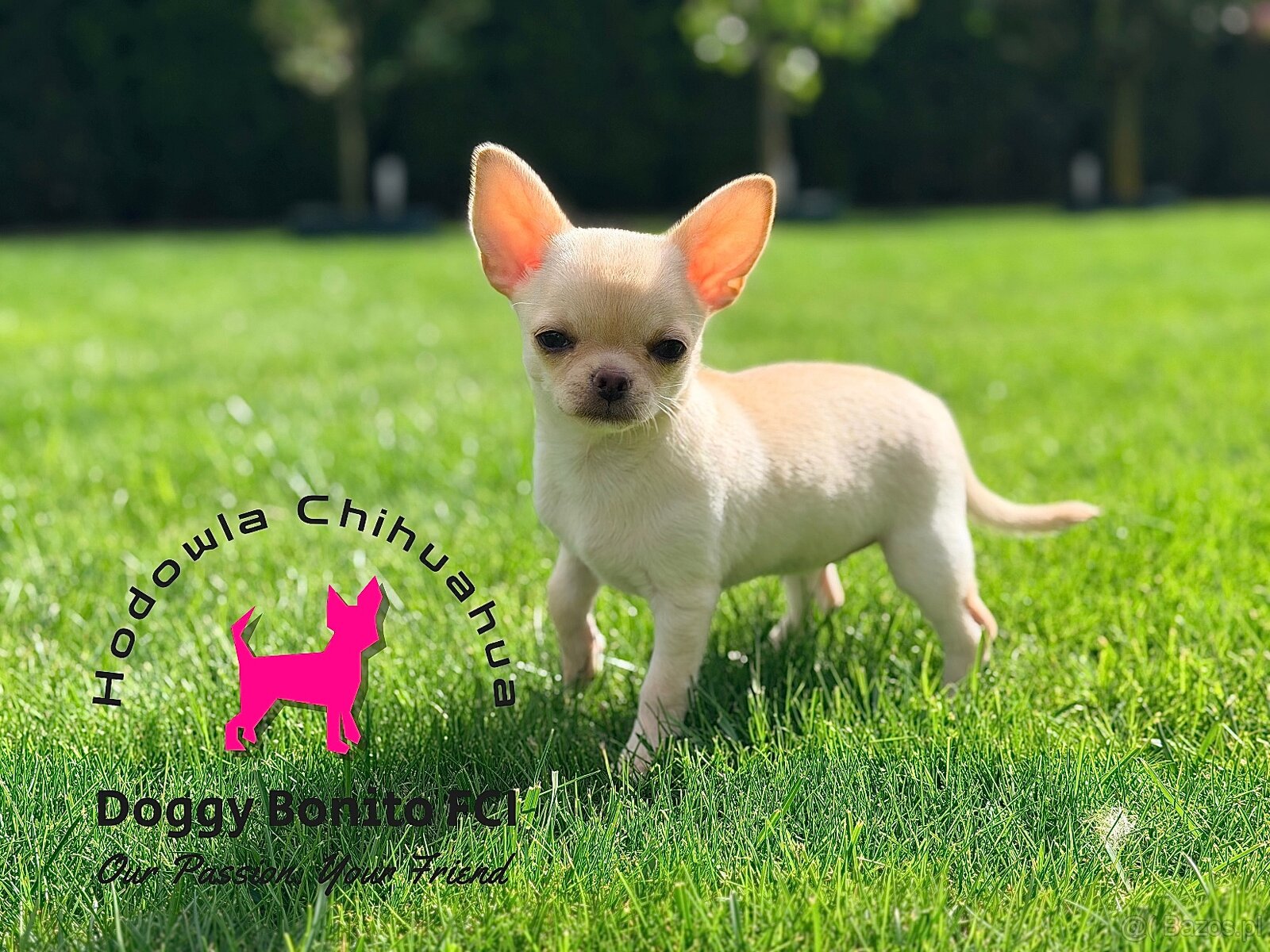 CHIHUAHUA, ZKwP FCI drobna dziewczynka krótkowłosa po Champi - 4
