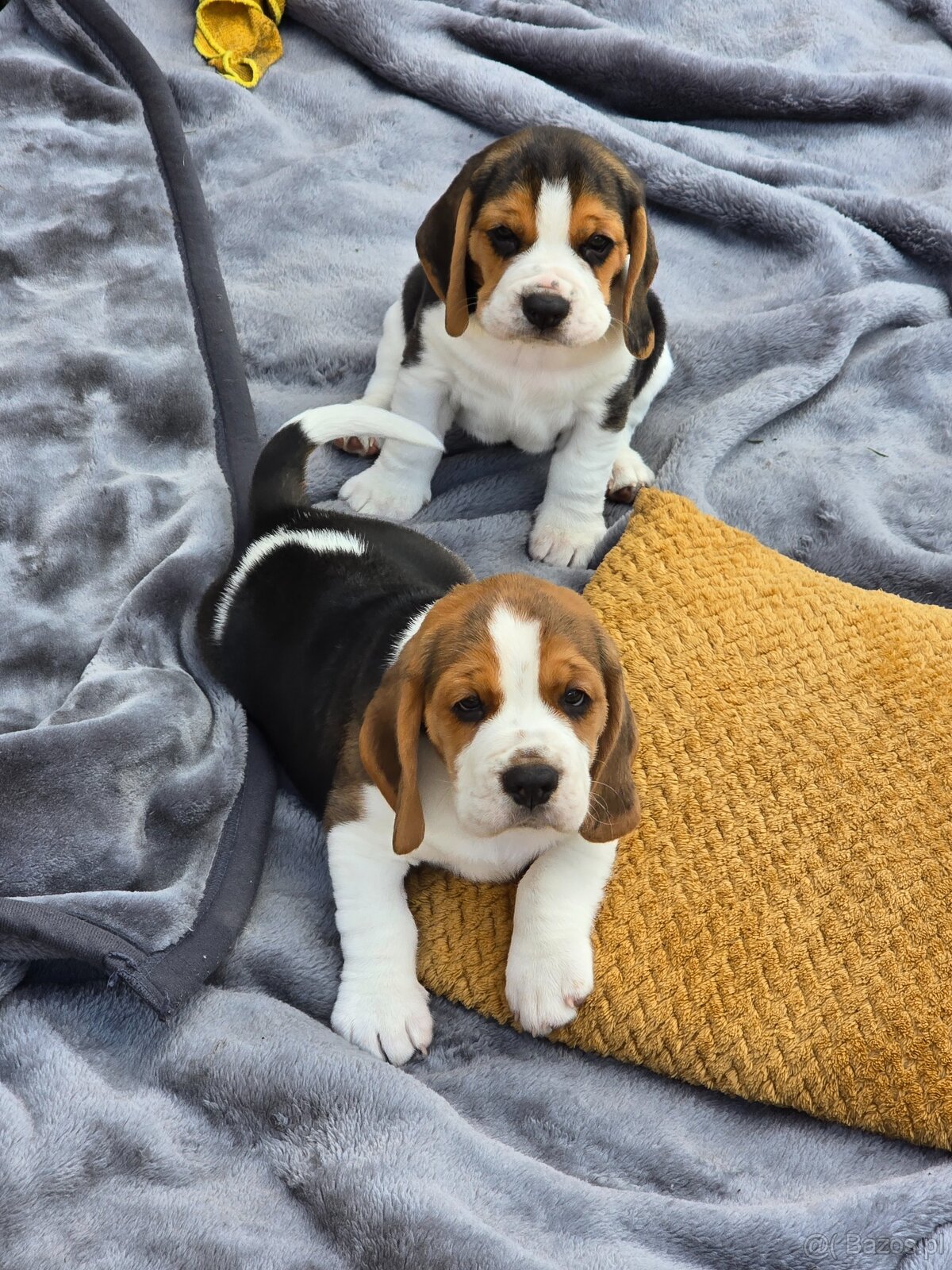 Szczenięta rasy Beagle Tricolor - 4